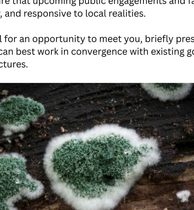 Trichoderma after sporulation